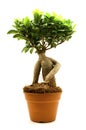 Ficus Ginseng Royalty Free Stock Photo