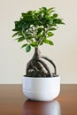 Ficus ginseng bonsai on white plantpot. Ficus Retusa