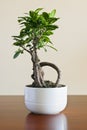 Ficus ginseng bonsai on white plantpot. Ficus Retusa