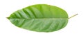 Ficus glaberrima leaf on white background Royalty Free Stock Photo