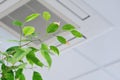 Ficus green leaves on the background ceiling air conditioner