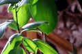 A ficus. Green leaves of a tropical flower ficus. Home plants Royalty Free Stock Photo