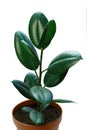 Ficus green in a pot isolated on a white background