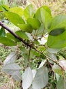 Bottom Leaf of Ficus grossularioides at Cemorosewu, Karanganyar, Indonesia