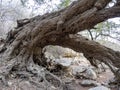 Ficus with growing on a large boulder, in the stony desert of Wadi Hinna. Oman Royalty Free Stock Photo