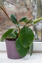 A ficus plant grows in a pot on the window sill. Royalty Free Stock Photo