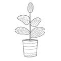 Ficus - hand drawn houseplant in a pot on a white background. Vector image.