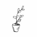 Ficus hand drawn vector outline doodle icon. Decorative potted house plant sketch illustration for print, web, mobile and