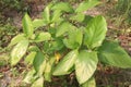 Ficus hispida on tree in jungle