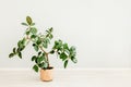 Ficus in home in flowerpot on white background. Modern minimalistic interior with an home plant. Flat lay, top view Royalty Free Stock Photo