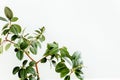 Ficus in home in flowerpot on white background. Modern minimalistic interior with an home plant. Flat lay, top view Royalty Free Stock Photo