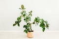 Ficus in home in flowerpot on white background. Modern minimalistic interior with an home plant. Flat lay, top view Royalty Free Stock Photo