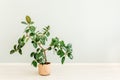 Ficus in home in flowerpot on white background. Modern minimalistic interior with an home plant. Flat lay, top view Royalty Free Stock Photo