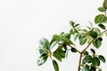 Ficus in home in flowerpot on white background. Modern minimalistic interior with an home plant. Flat lay, top view Royalty Free Stock Photo