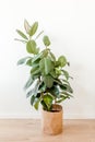 Ficus in home in flowerpot on white background. Modern minimalistic interior with an home plant. Flat lay, top view Royalty Free Stock Photo