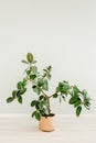 Ficus in home in flowerpot on white background. Modern minimalistic interior with an home plant. Flat lay, top view Royalty Free Stock Photo