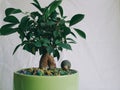 Ficus indoor plants uplifting and joy