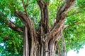 Ficus lacor Buch big tree Royalty Free Stock Photo