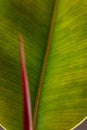 Ficus leaf closeup. Indoor plant. Plant leaf texture