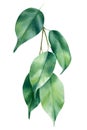 Ficus leaf, Tropical green leaves, watercolor jungle flora