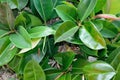 Ficus leaves close up Royalty Free Stock Photo