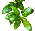 Ficus leaves with drops of water isolated on white background Royalty Free Stock Photo