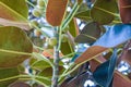 Ficus leaves Old Moreton Bay Fig Ficus has literally grown with Beverly Hills over the years