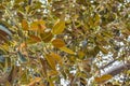 Ficus leaves Old Moreton Bay Fig Ficus has literally grown with Beverly Hills over the years