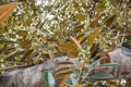 Ficus leaves Old Moreton Bay Fig Ficus has literally grown with Beverly Hills over the years Royalty Free Stock Photo