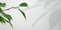Ficus leaves and shadow on a white background, banner format. Creative panoramic concept with copy space