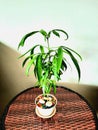 Ficus longiforia in a white pot unix