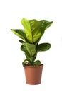 Ficus Lyrata Bambino Royalty Free Stock Photo