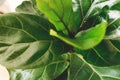 Ficus Lyrata. Beautiful fiddle leaf tree, fresh new green leaves growing from fig tree on white background. Top view. Houseplant. Royalty Free Stock Photo