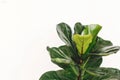 Ficus Lyrata. Beautiful fiddle leaf tree leaves on white background. Fresh new green leaves growing from fig tree, close up. Copy Royalty Free Stock Photo