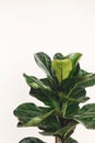 Ficus Lyrata. Beautiful fiddle leaf tree leaves on white background. Fresh new green leaves growing from fig tree, close up. Copy Royalty Free Stock Photo