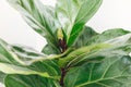 Ficus Lyrata. Beautiful fiddle leaf tree leaves on white background. Fresh new green leaves growing from fig tree, close up. Royalty Free Stock Photo