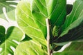 Ficus Lyrata. Beautiful fiddle leaf tree leaves on white background. Fresh new green leaves growing from fig tree, close up. Royalty Free Stock Photo