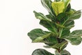 Ficus Lyrata. Beautiful fiddle leaf tree leaves on white background. Fresh new green leaves growing from fig tree, close up. Royalty Free Stock Photo