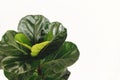 Ficus Lyrata. Beautiful fiddle leaf tree leaves on white background. Fresh new green leaves growing from fig tree, close up. Royalty Free Stock Photo