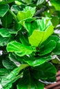 Ficus lyrata, commonly known as the fiddle-leaf fig, it grows in lowland tropical rain forest.Green leaves plant with bamboo wall Royalty Free Stock Photo