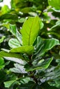 Ficus lyrata, commonly known as the fiddle-leaf fig, it grows in lowland tropical rain forest.Green leaves plant with bamboo wall Royalty Free Stock Photo