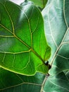 ficus lyrata. ficus lyre. home plant. green leaves close up