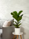 Ficus lyrata or fiddle leaf fig tree in living room interior