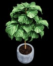 Ficus Lyrata model