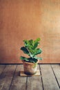 Ficus lyrata In pots,Tree in the house Ficus lyrata