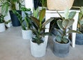 Ficus lyrata, potted ficus. Plant collection.Beautiful fiddle-leaf, fig tree plant with big green leaves. Stylish modern