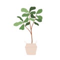 Ficus lyrata, potted house plant growing in basket. Fiddle-leaf fig in planter. Green home tree in flowerpot. Natural