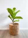 Ficus lyrata tree in a pot stands on a wooden floor