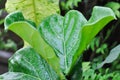 Ficus lyrata Warb, MORACEAE or Fiddle leaf fig and rain droplet Royalty Free Stock Photo