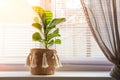 Ficus lyrata on a windowsill close-up. Detail of scandinavian interior and copy space. A flower pot in a wicker basket with fringe Royalty Free Stock Photo